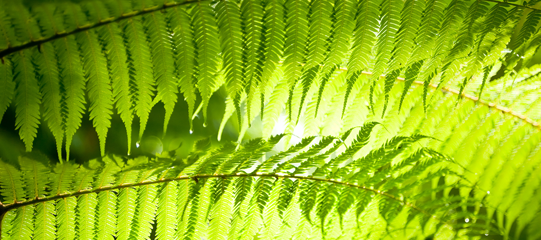 Ecan and Media Fern featured image