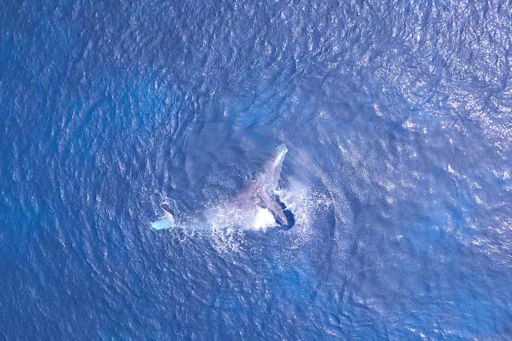 New discovery tracking humpback whale migration from space