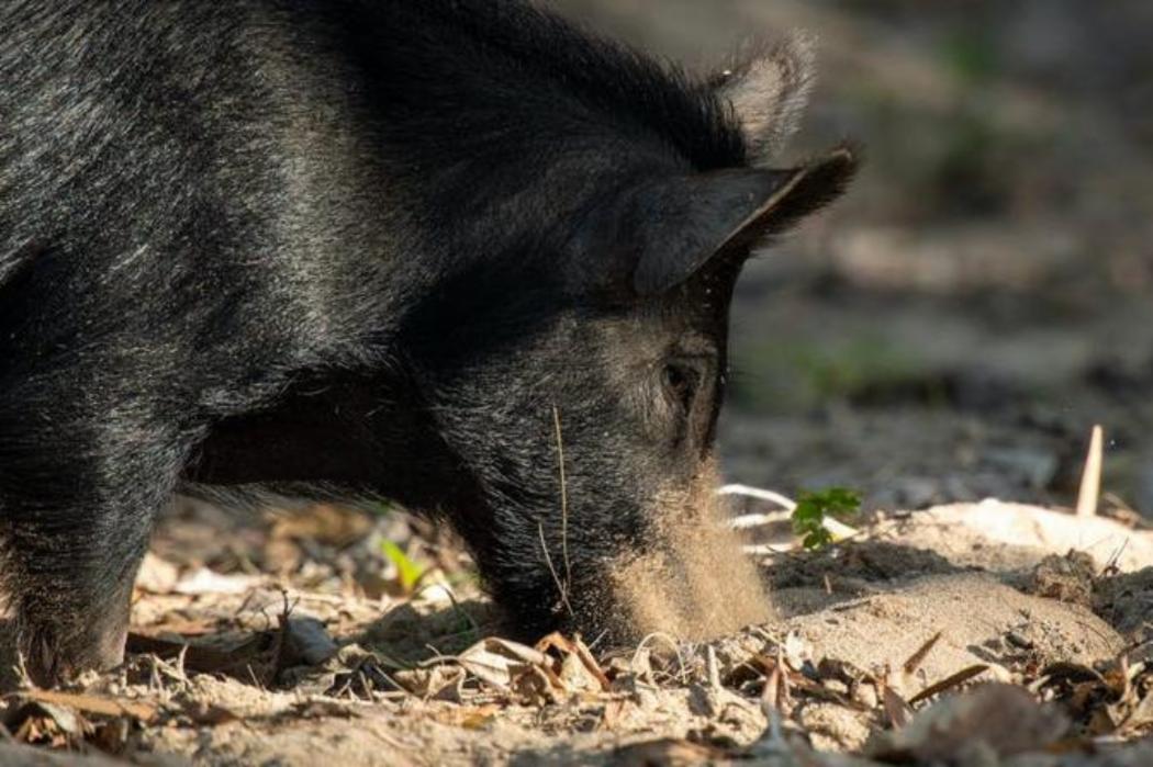 Wild pig soil